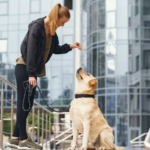 Dog Training