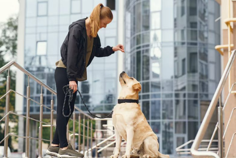 Dog Training