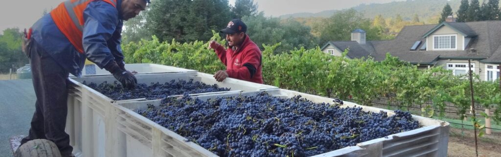 Pinot Noir Single Vineyard