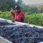 Pinot Noir Single Vineyard