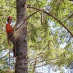 Tree-Removal-2