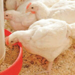 concrete hens