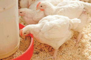 concrete hens