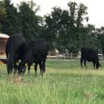 cow farms near me