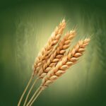 organic food wholesale delhi ncr