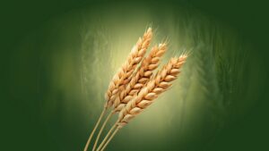 organic food wholesale delhi ncr