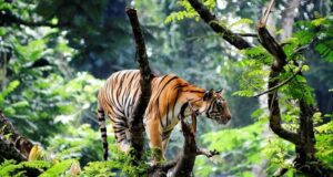tiger