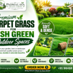 Farm-Fresh Lawn Grass Supplier in Hyderabad – Sri Padmalaya Grass Farms