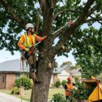 Tree Trimming in Lakeland