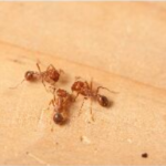 th-ant