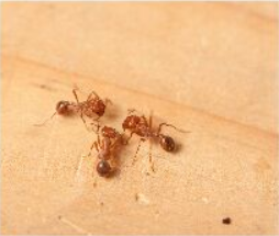 th-ant