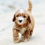Goldendoodle puppies oklahoma