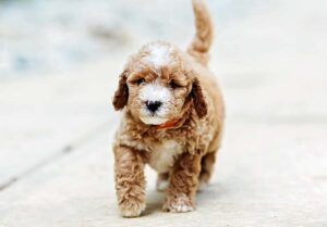 Goldendoodle puppies oklahoma