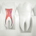 Protect Infected Teeth with Root Canal Therapy in Boulder, CO