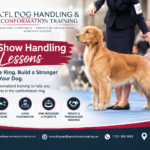 AKC show handling lessons