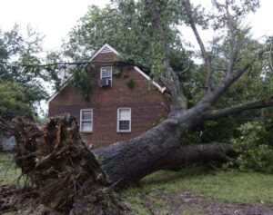 Reliable Tree service in Atlanta GA for Healthy Landscapes