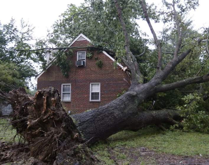 Reliable Tree service in Atlanta GA for Healthy Landscapes