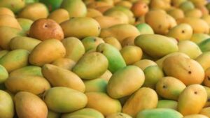 Kesar Mangoes