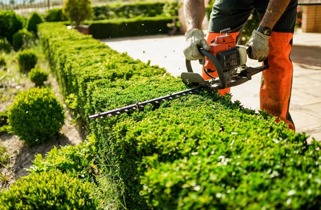 Professional Tree Services in North Highlands, CA