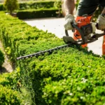 Professional Tree Services in North Highlands, CA