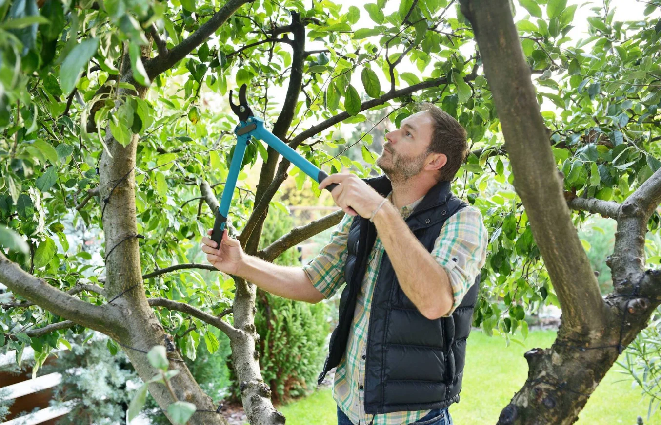 When Should You Schedule Tree Maintenance