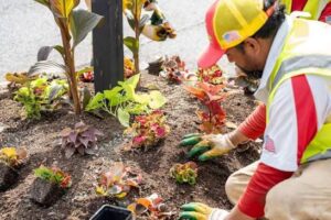 landscaping services austin texas
