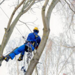 Tree Surgery
