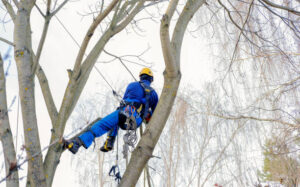 Tree Surgery
